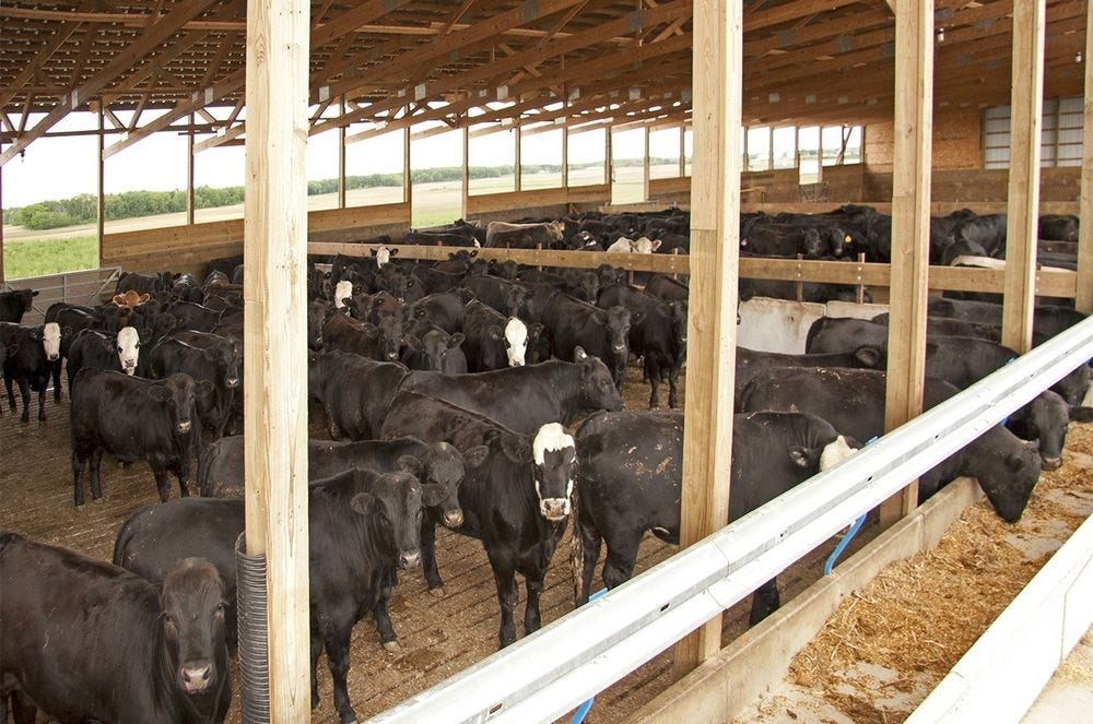 Enterprise budget tool available for feedlot producers Michigan Farm News
