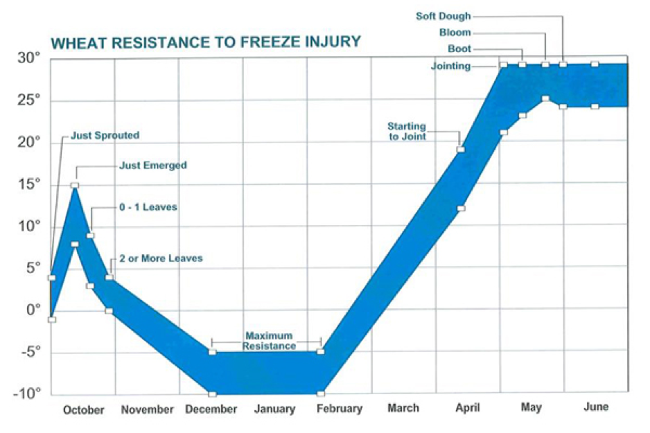 Snow cover saving Michigan wheat from winter kill Michigan Farm News
