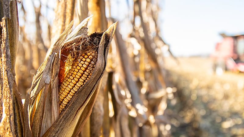 Get ready for harvest with these scouting tips - Michigan Farm News