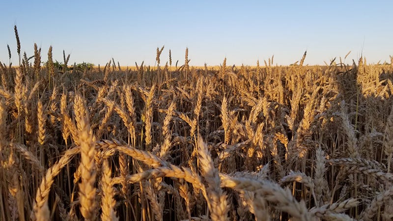 Wheat breakthrough? HB4 trait to counter drought, severe weather