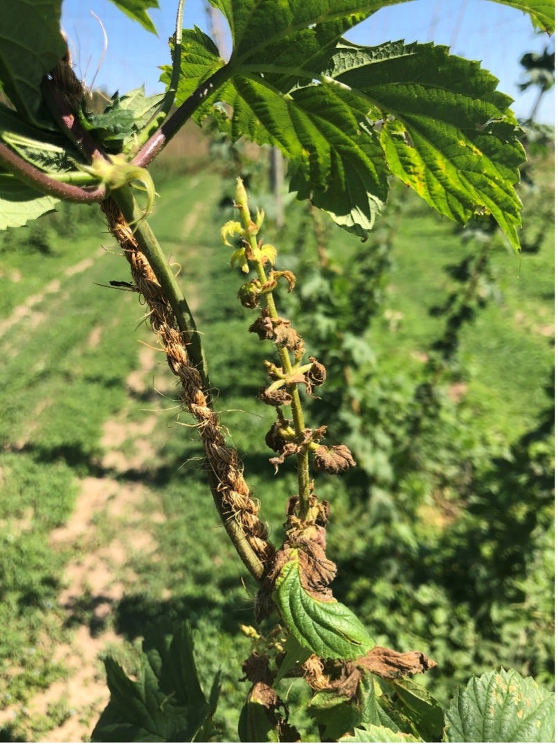 MSU research examining ways to control destructive hop diseases