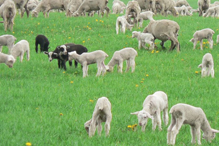Michigan Sheep Producers host annual Shepherds Weekend Michigan Farm News
