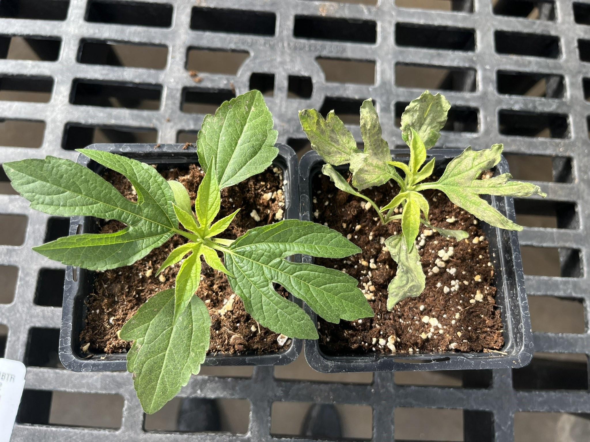 Michigan herbicide-resistance testing confirms a bumper crop of challenges  - Michigan Farm News