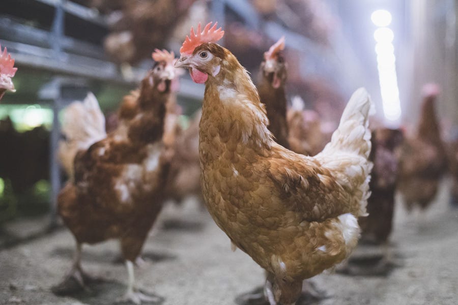 MAPI Let’s work together to protect Michigan’s poultry from avian