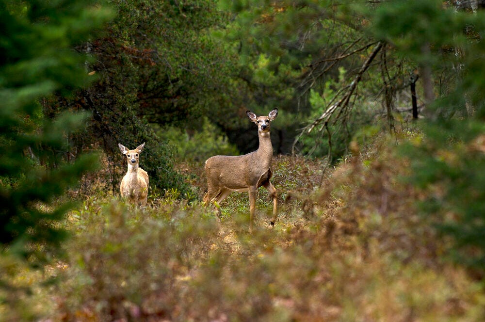 Late antlerless firearm deer hunt in select northeastern Michigan