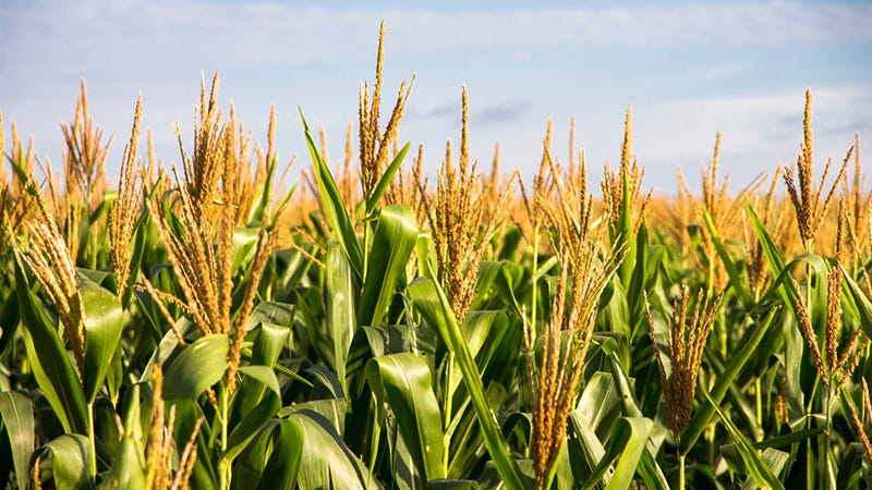 MI corn growers vote on future of marketing program - Michigan Farm News