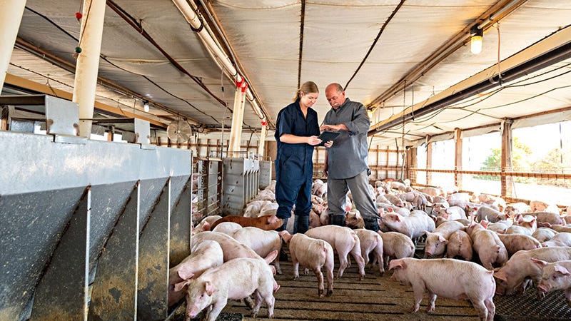 USDA seeks Swine Health Improvement Plan as a national voluntary livestock improvement program