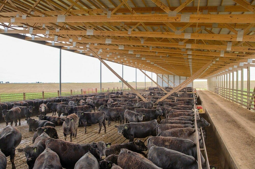 New USDA cattle market reports to enhance price transparency Michigan
