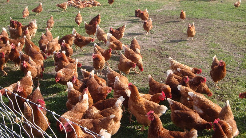 From Farm To Fashion: The Amazing Journey Of Goat Skin And Fish Scales - v08ix8c