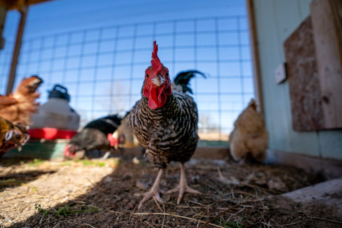 Avian Influenza detected in Michigan backyard flock, spreads to 5th