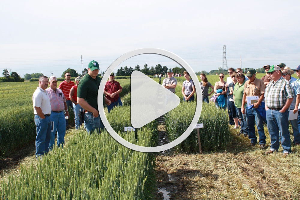 Video: Can spring wheat make it in Michigan? - Michigan Farm News