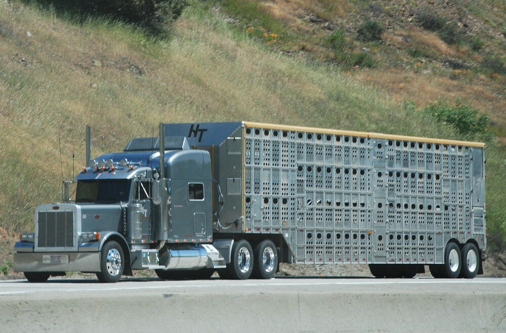 HOS exemption for livestock haulers extended Michigan Farm News