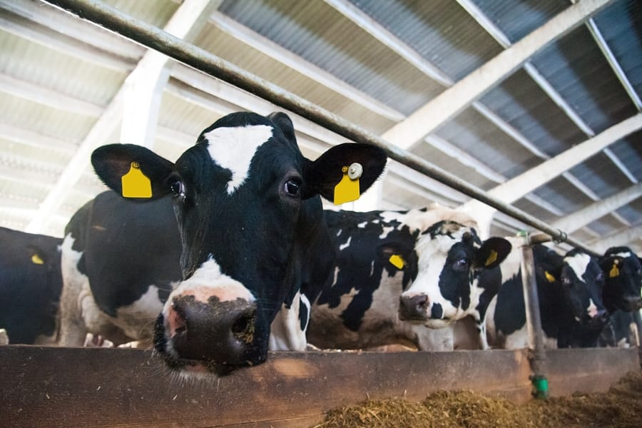 Farm Bureau members appointed to state dairy marketing committee