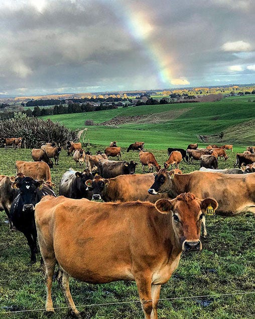 Sense New Zealand through social media posts Michigan Farm News