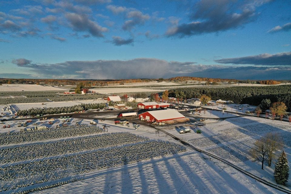 ‘Best year’ in long time boosts Christmas tree farms Michigan Farm News