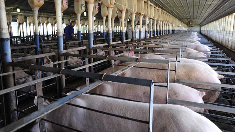 Court delays portion of California #39 s Prop 12 pork law Michigan Farm News