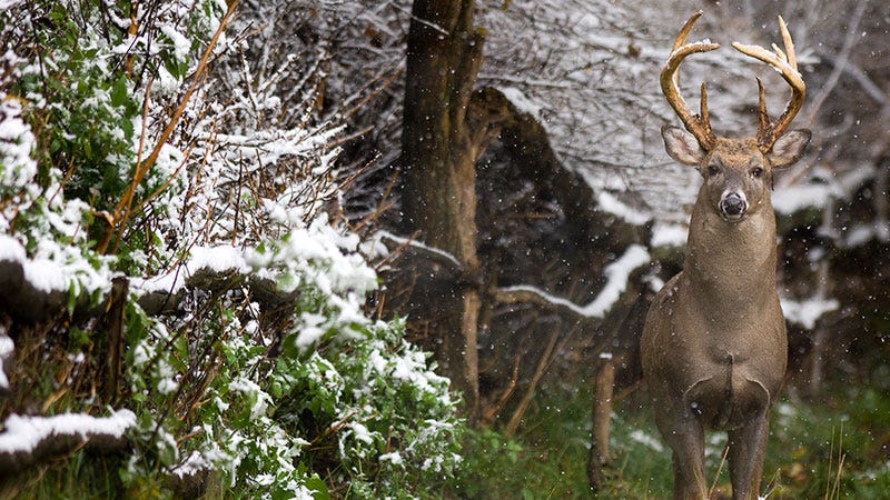 Apply For An Antlerless Deer Hunting License Now Through Aug 15 Michigan Farm News